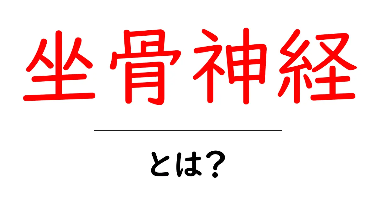 坐骨神経とは?あなたの身体を守る大切な神経のことを知ろう!共起語・同意語も併せて解説!