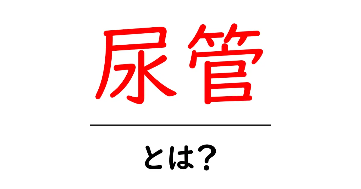 尿管とは何か?私たちの体における役割を詳しく解説します!共起語・同意語も併せて解説!