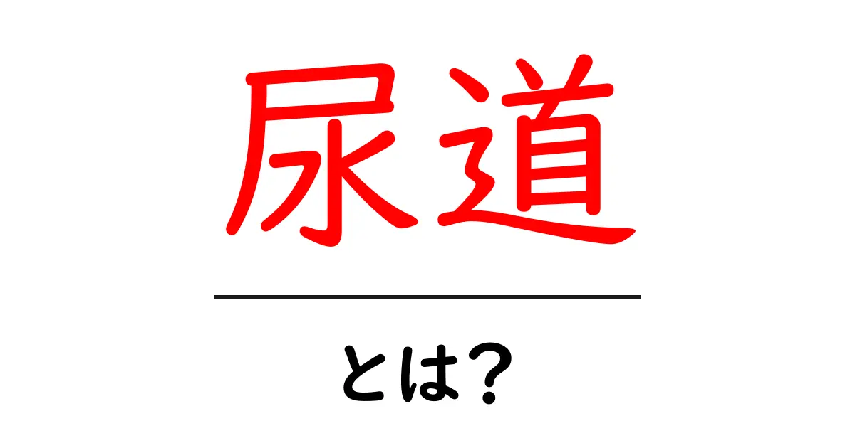 尿道とは?その役割と重要性を解説共起語・同意語も併せて解説!