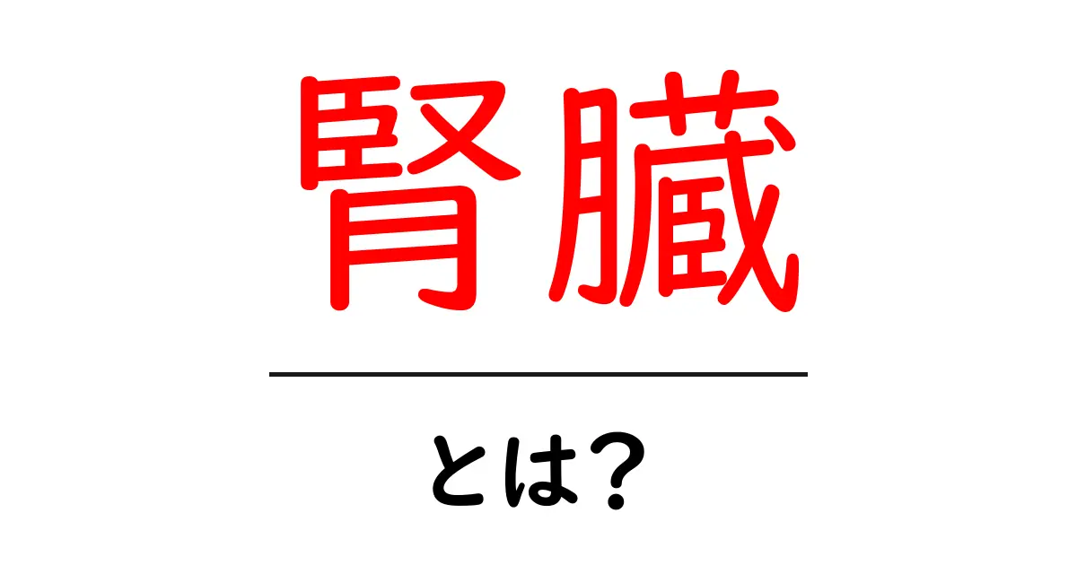 腎臓とは?その役割と大切さを知ろう!共起語・同意語も併せて解説!
