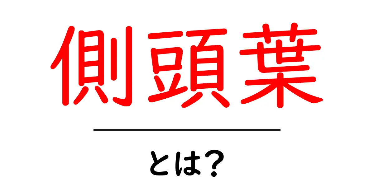 側頭葉とは?脳の中の重要な役割を知ろう!共起語・同意語も併せて解説!