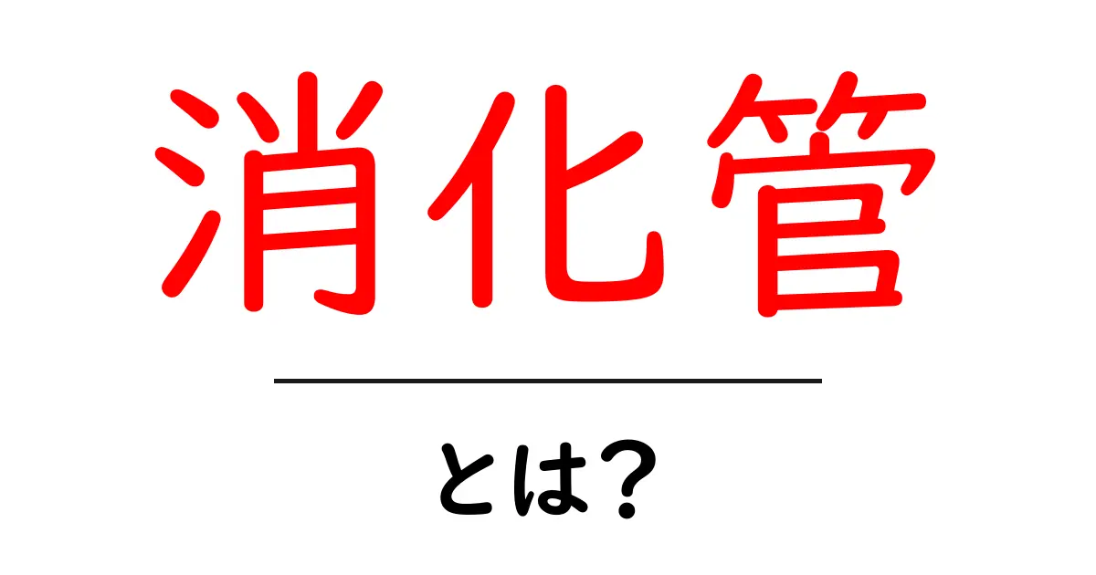 消化管とは?私たちの体の大切な役割を知ろう共起語・同意語も併せて解説!