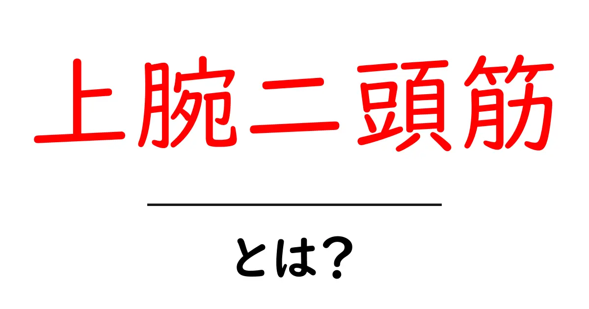 上腕二頭筋って何?その役割と鍛え方を分かりやすく解説共起語・同意語も併せて解説!