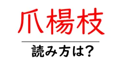 爪楊枝の読み方は？難読語の読みと意味を解説